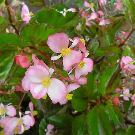 Otel Cesur Pansiyon 3*