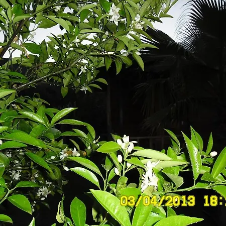 Cesur Pansiyon 3* Çıralı