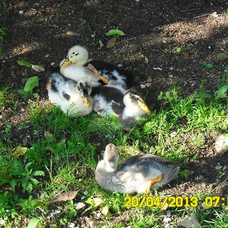 Otel Cesur Pansiyon 3*