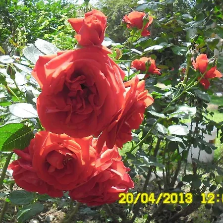 Otel Cesur Pansiyon Çıralı