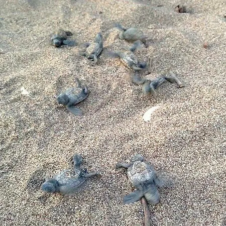 Hotel Cesur Pansiyon