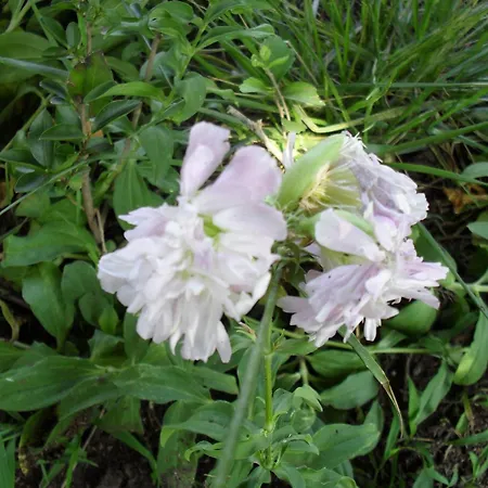 Cesur Pansiyon Hotel