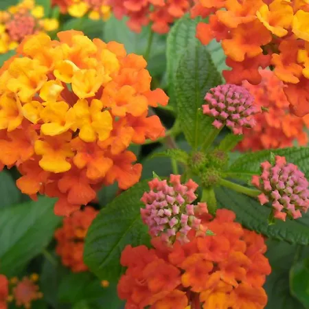 Cesur Pansiyon Hotel Çıralı