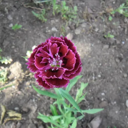 Hotel Cesur Pansiyon Çıralı