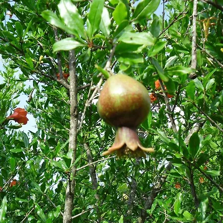 Cesur Pansiyon Hotel 3*