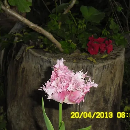 Cesur Pansiyon 3* Çıralı