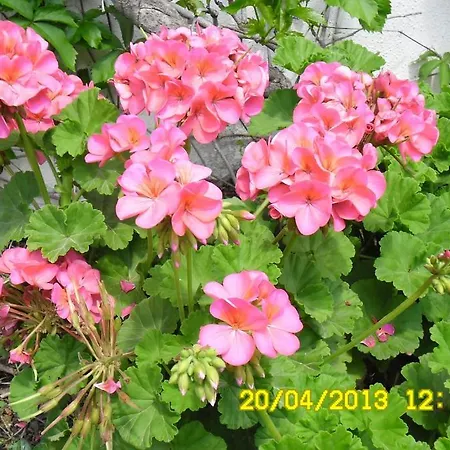 Cesur Pansiyon Çıralı