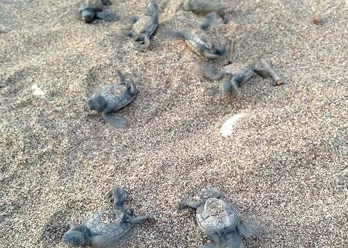 Szálloda Cesur Pansiyon