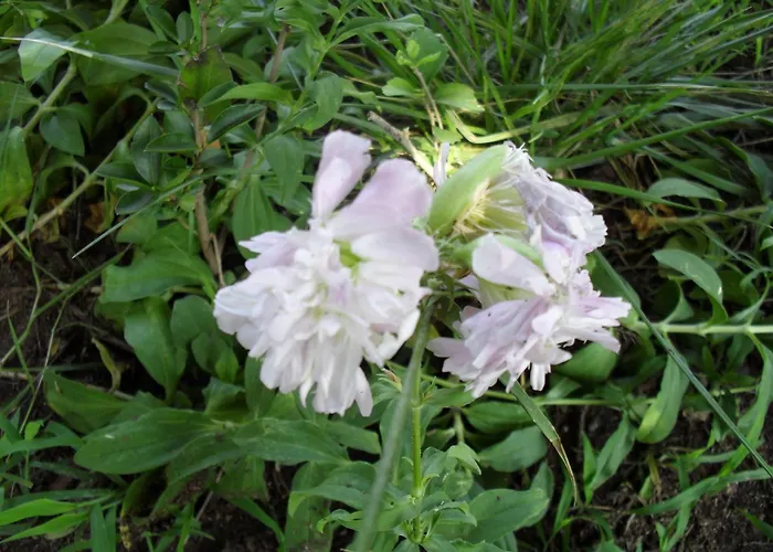 Cesur Pansiyon Szálloda