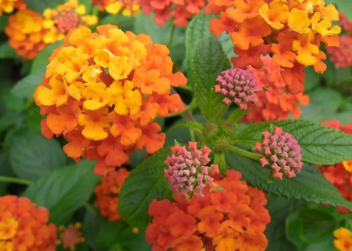 Cesur Pansiyon Szálloda Çıralı