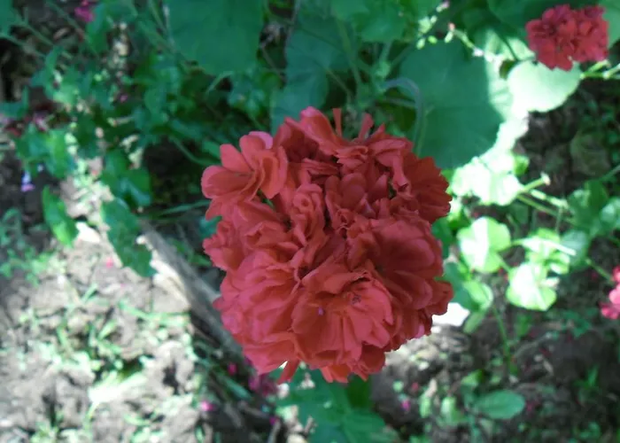 Szálloda Cesur Pansiyon