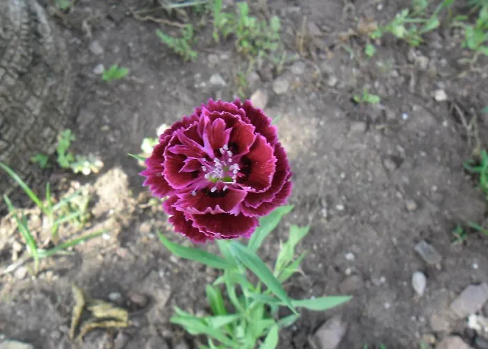 Szálloda Cesur Pansiyon Çıralı