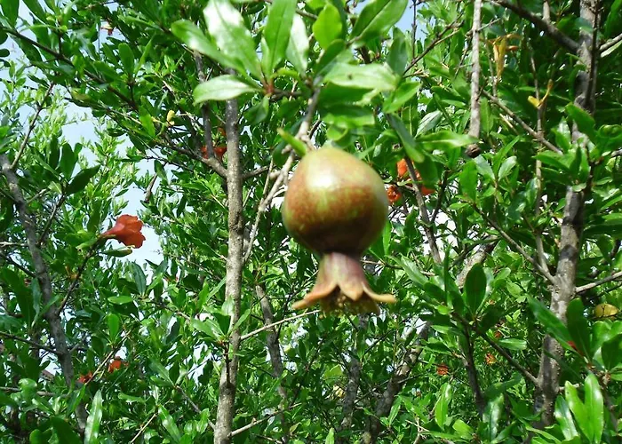 Cesur Pansiyon Szálloda 3*