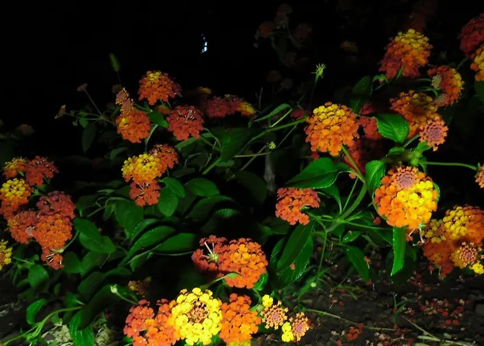 Cesur Pansiyon Szálloda