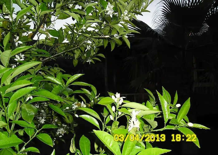 Cesur Pansiyon 3* Çıralı