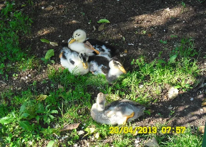 Szálloda Cesur Pansiyon 3*