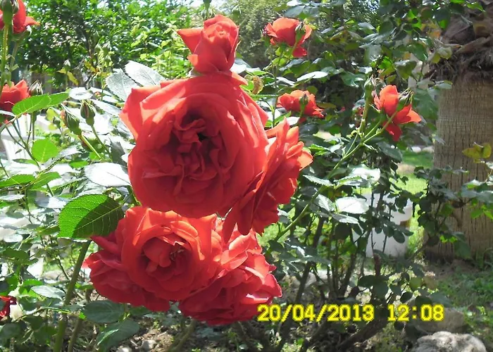 Szálloda Cesur Pansiyon Çıralı