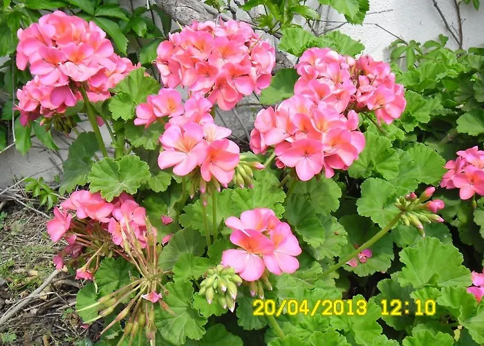 Cesur Pansiyon Çıralı