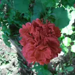 Hotel Cesur Pansiyon