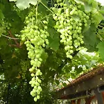 Cesur Pansiyon